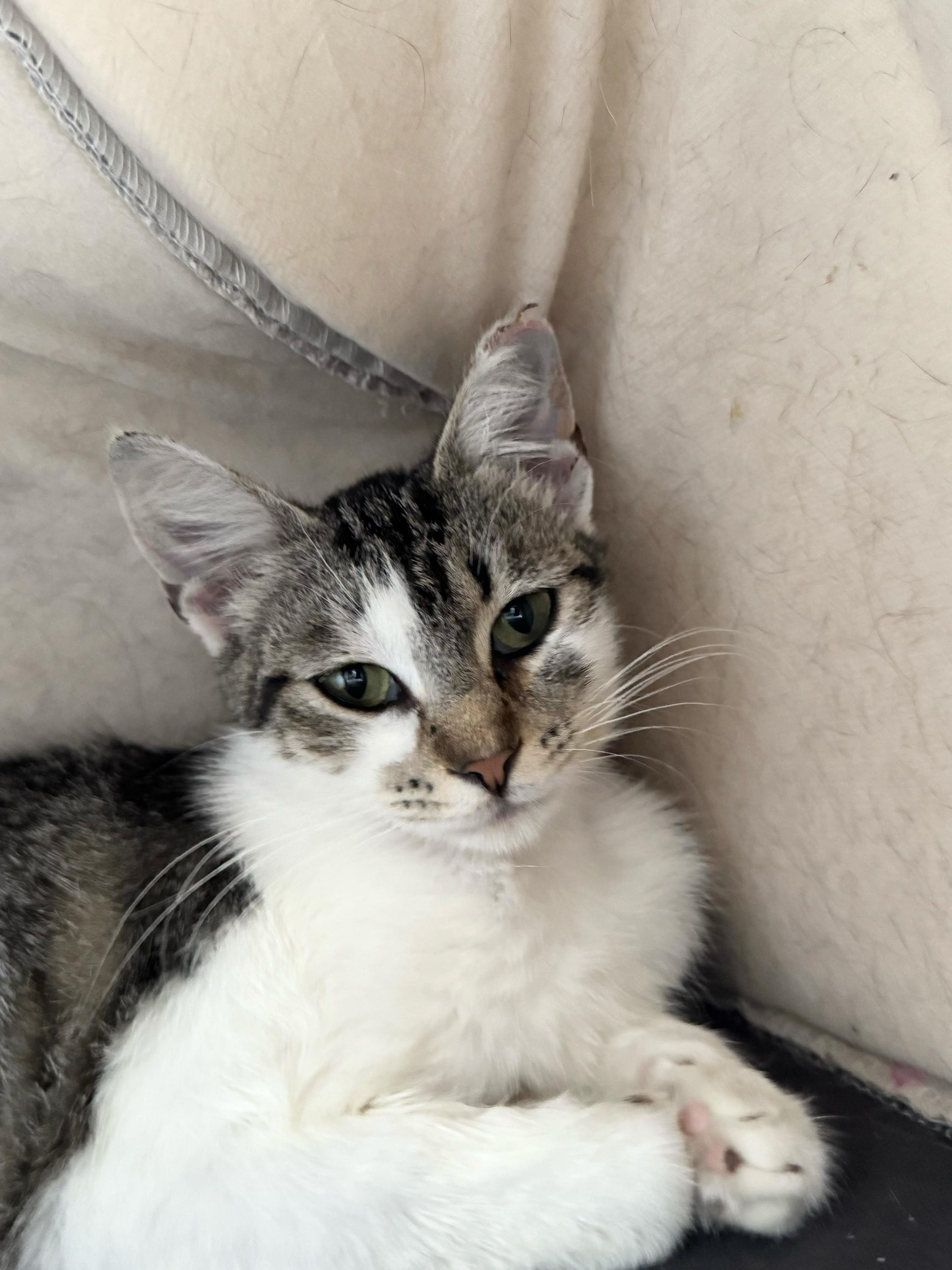 Rosie , ADOPTABLE, Young Female American Shorthair.