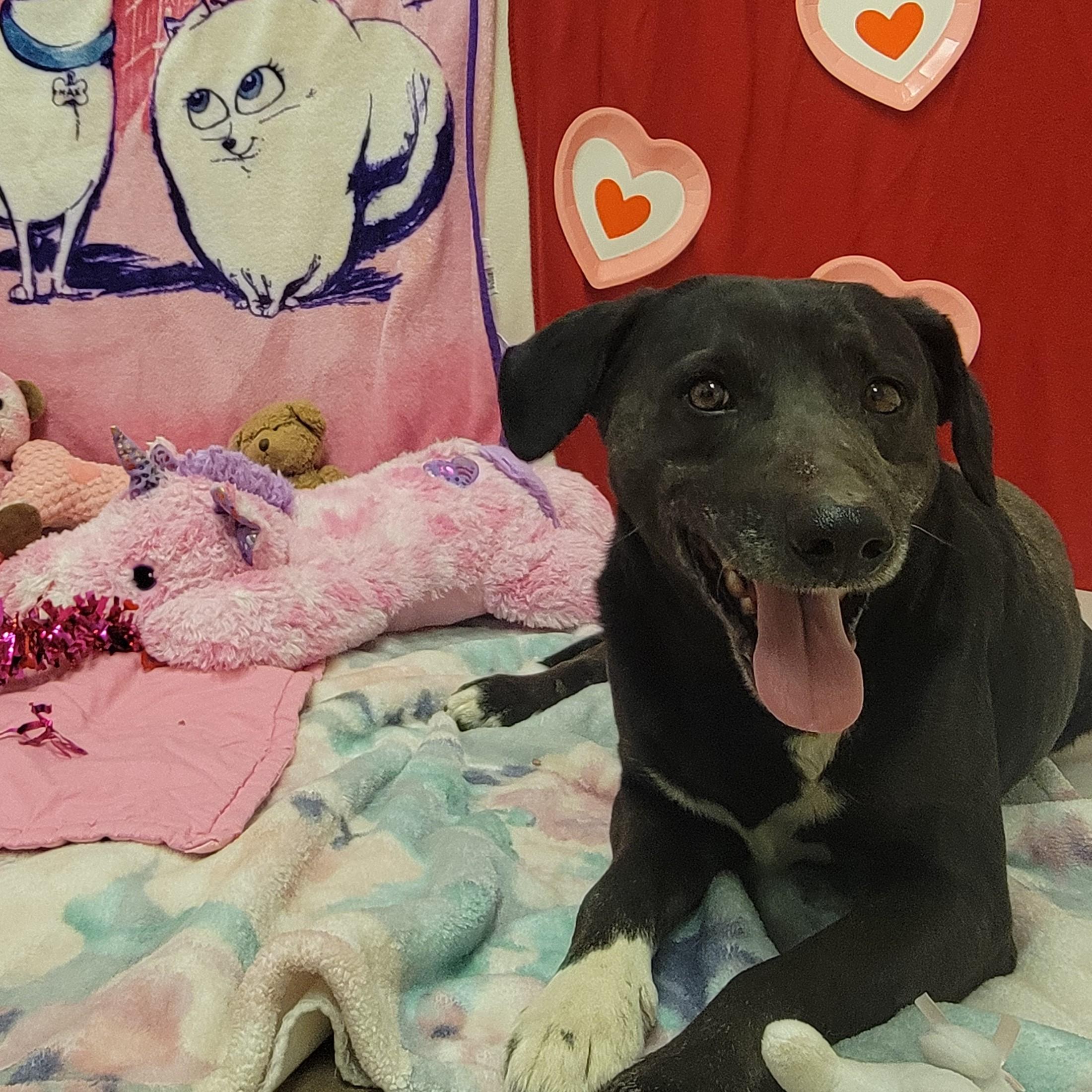 Enlarge Traveler, an adopted mixed breed in ALPINE, TX image 6/6