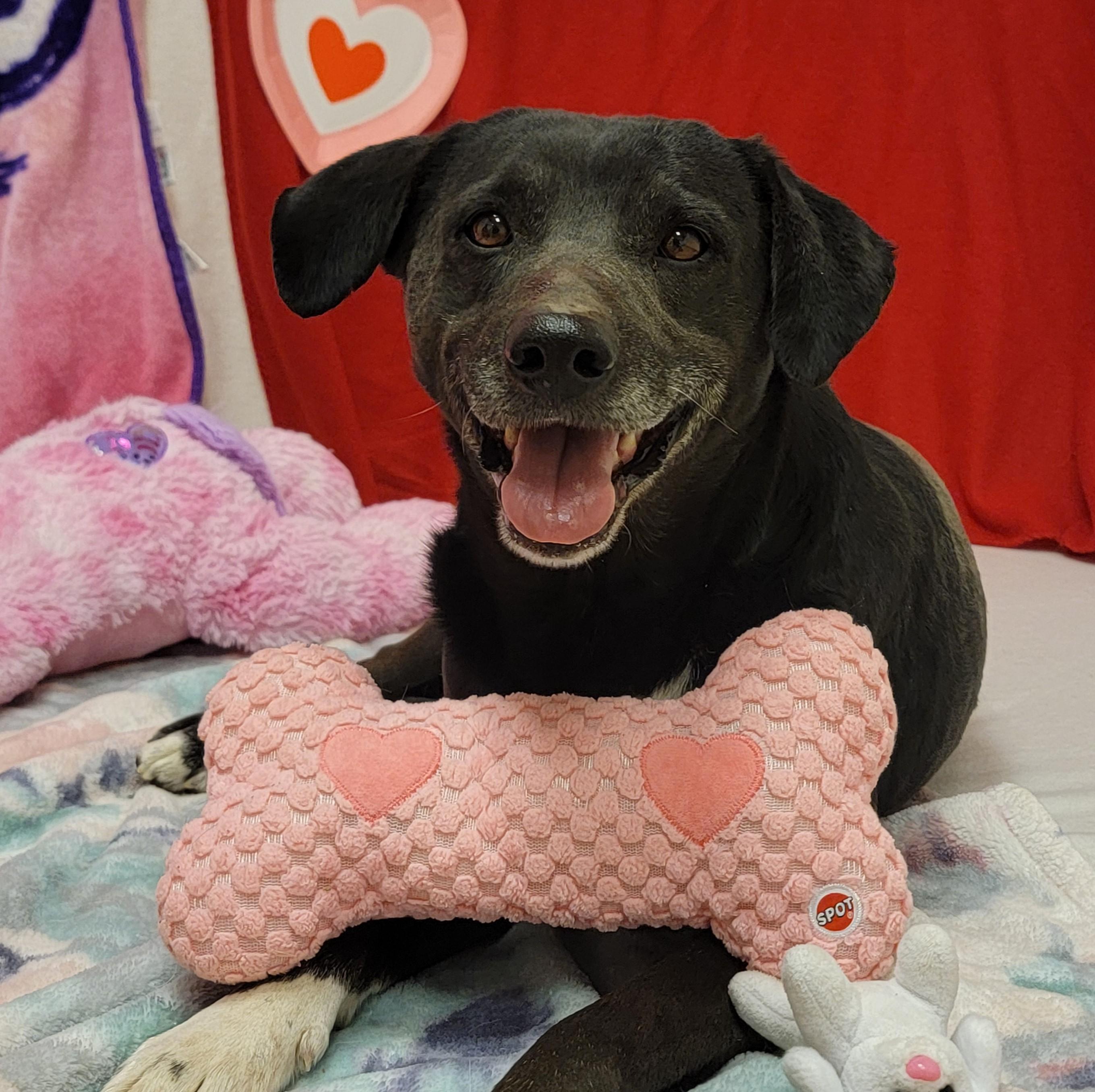 Traveler, adopted, Adult Male Labrador Retriever.