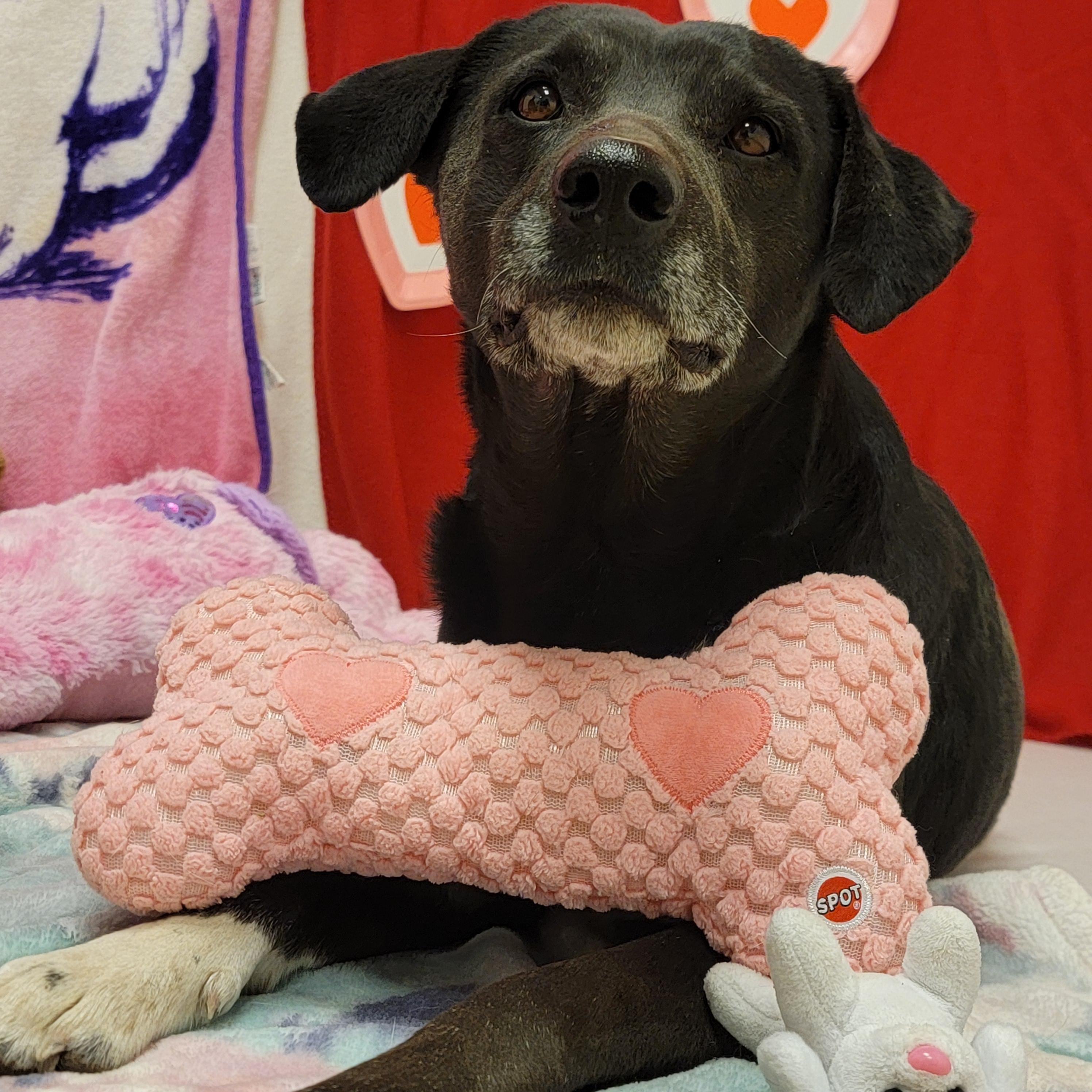 Enlarge Traveler, an adopted mixed breed in ALPINE, TX image 2/6