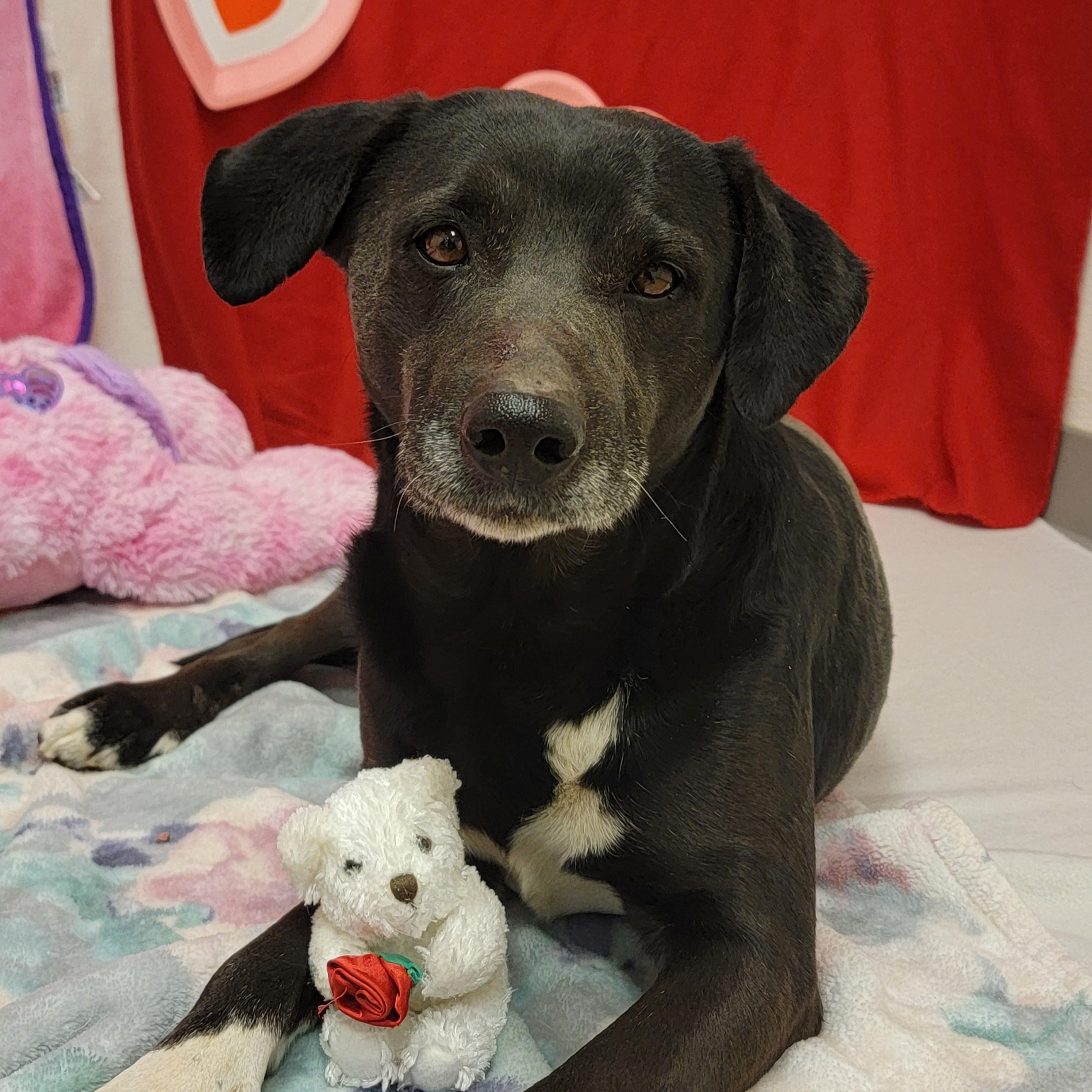 Enlarge Traveler, an adopted mixed breed in ALPINE, TX image 3/6