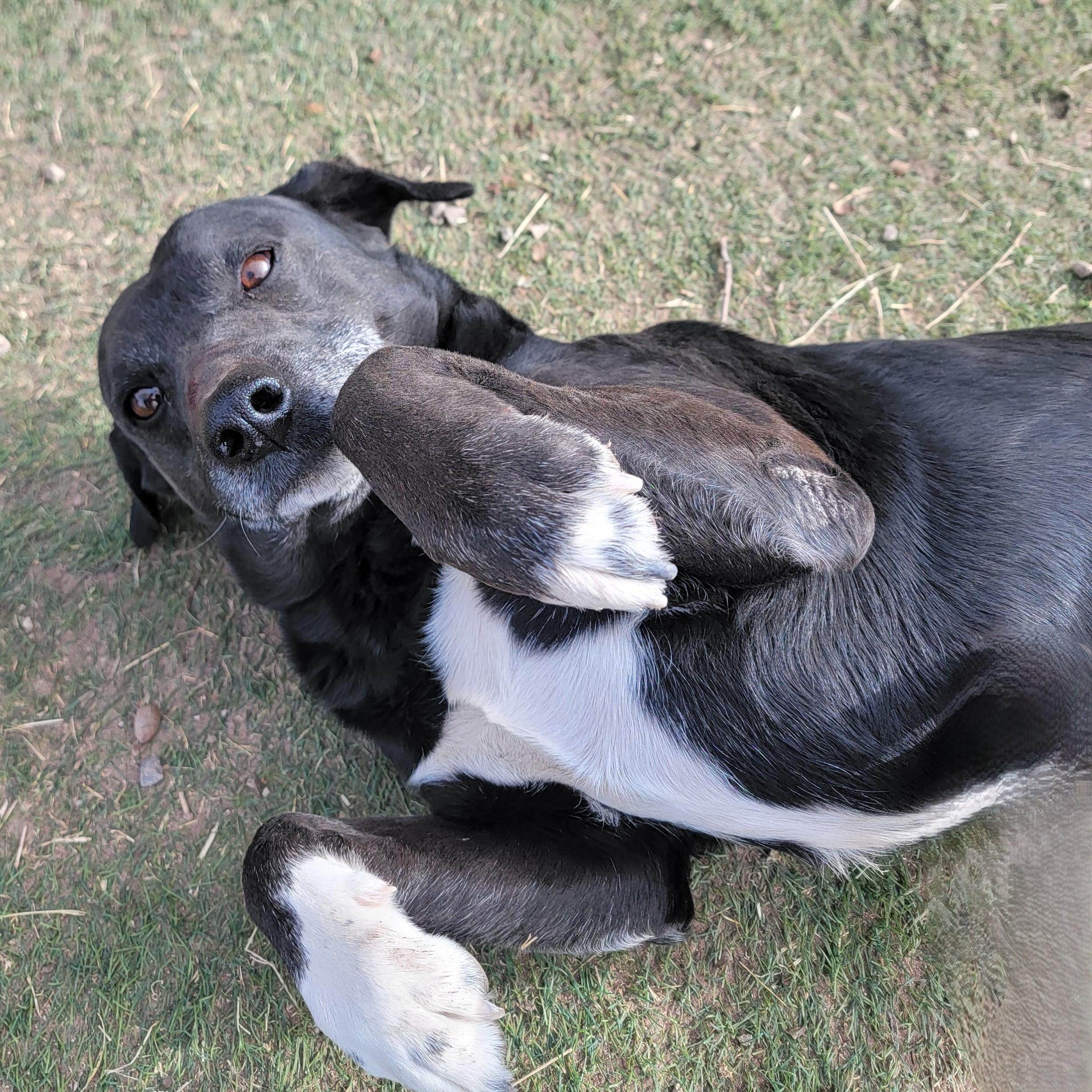 Enlarge Traveler, an adopted mixed breed in ALPINE, TX image 4/6
