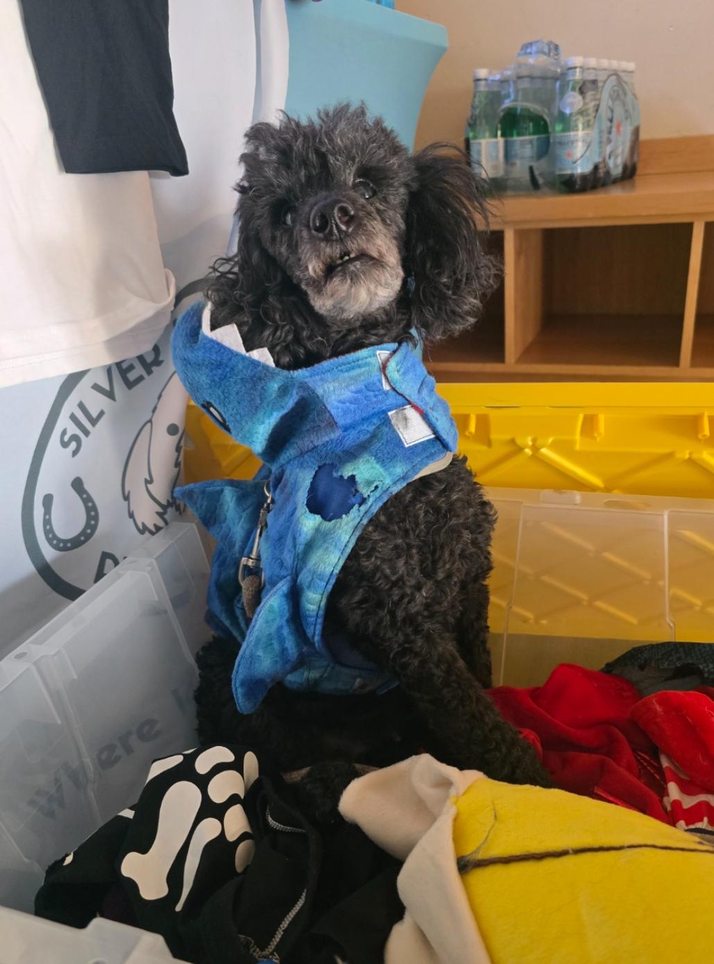 Louis, Adoptable, Senior Male Miniature Poodle.