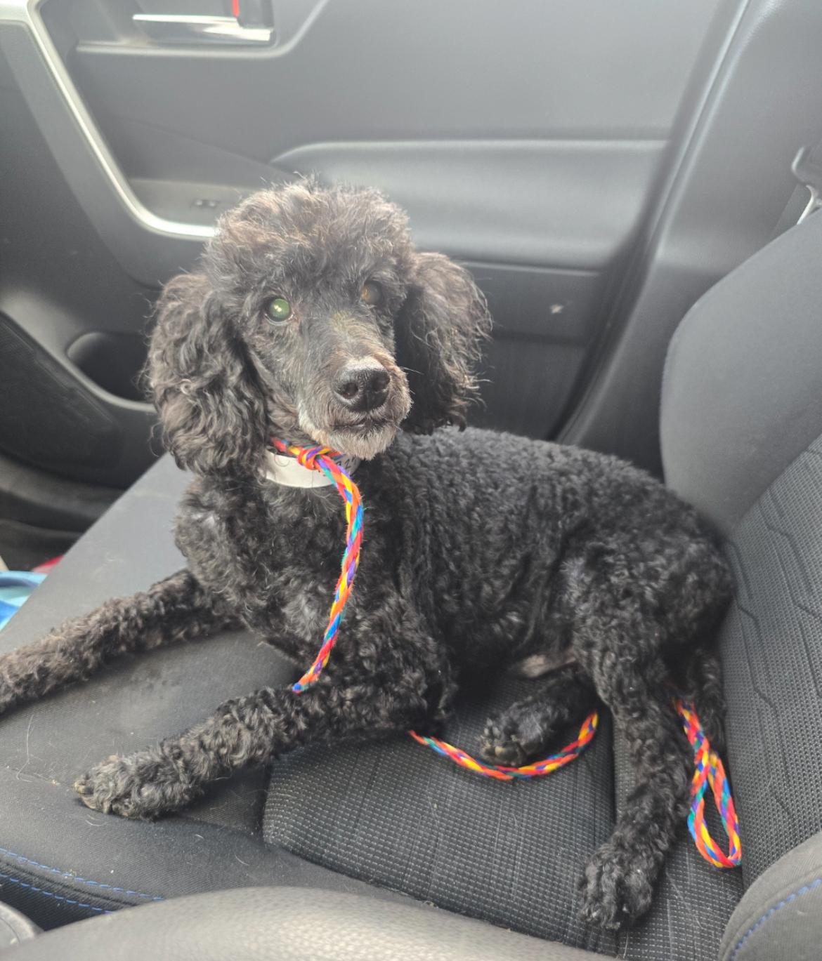 Enlarge Louis, a Adoptable Miniature Poodle in Powell Butte, OR image 2/3