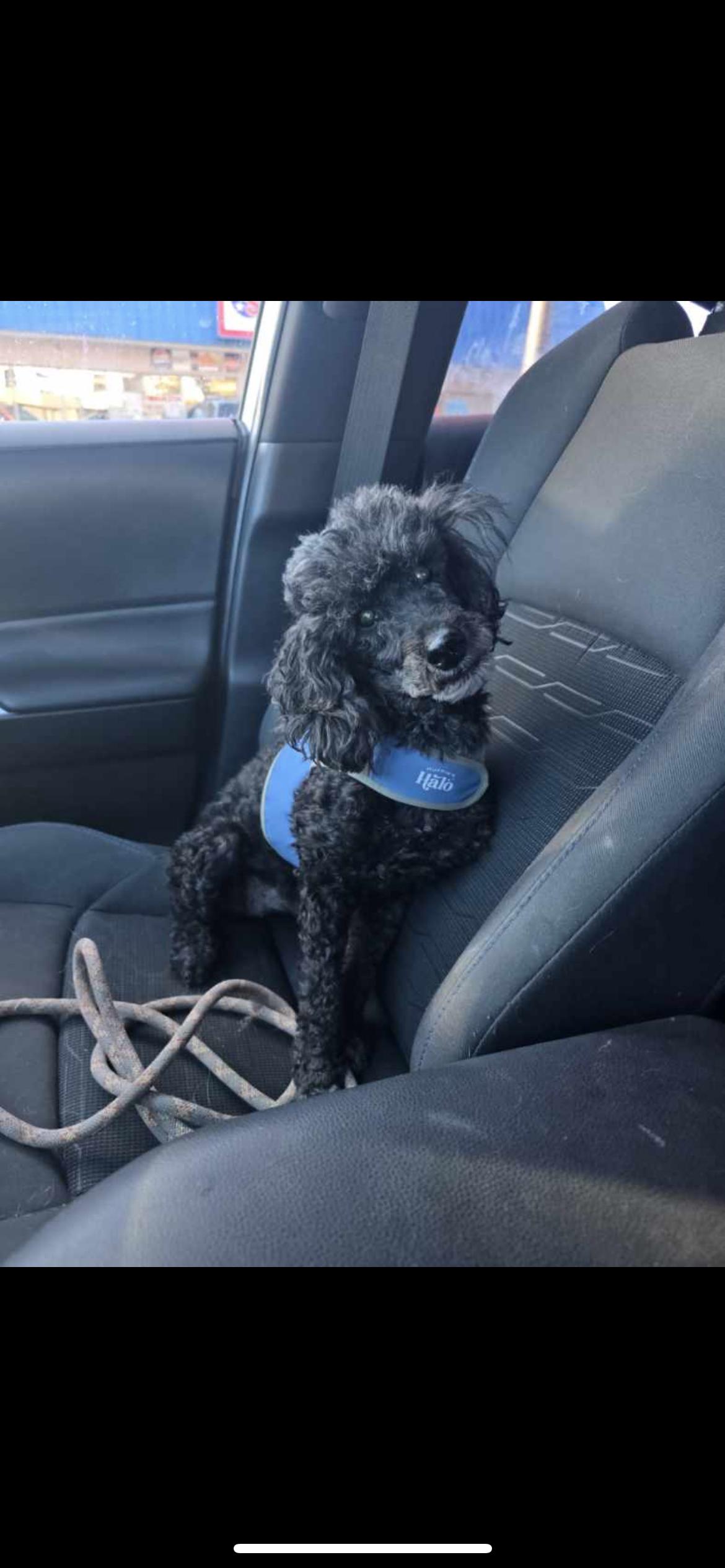 Louis, an adoptable Miniature Poodle in Powell Butte, OR, 97753 | Photo Image 3