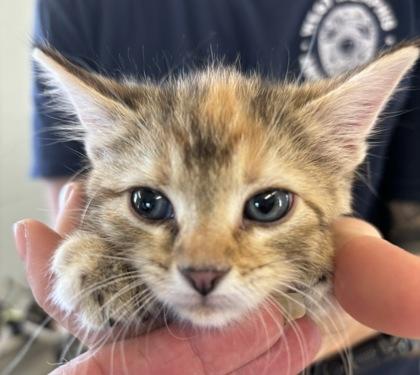 Enlarge Nola, a Adoptable mixed breed in West Memphis, AR image 1/1