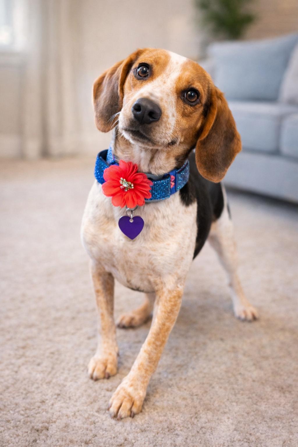 Enlarge Lark and Sparrow, an adopted Beagle in North Vernon, IN image 2/5