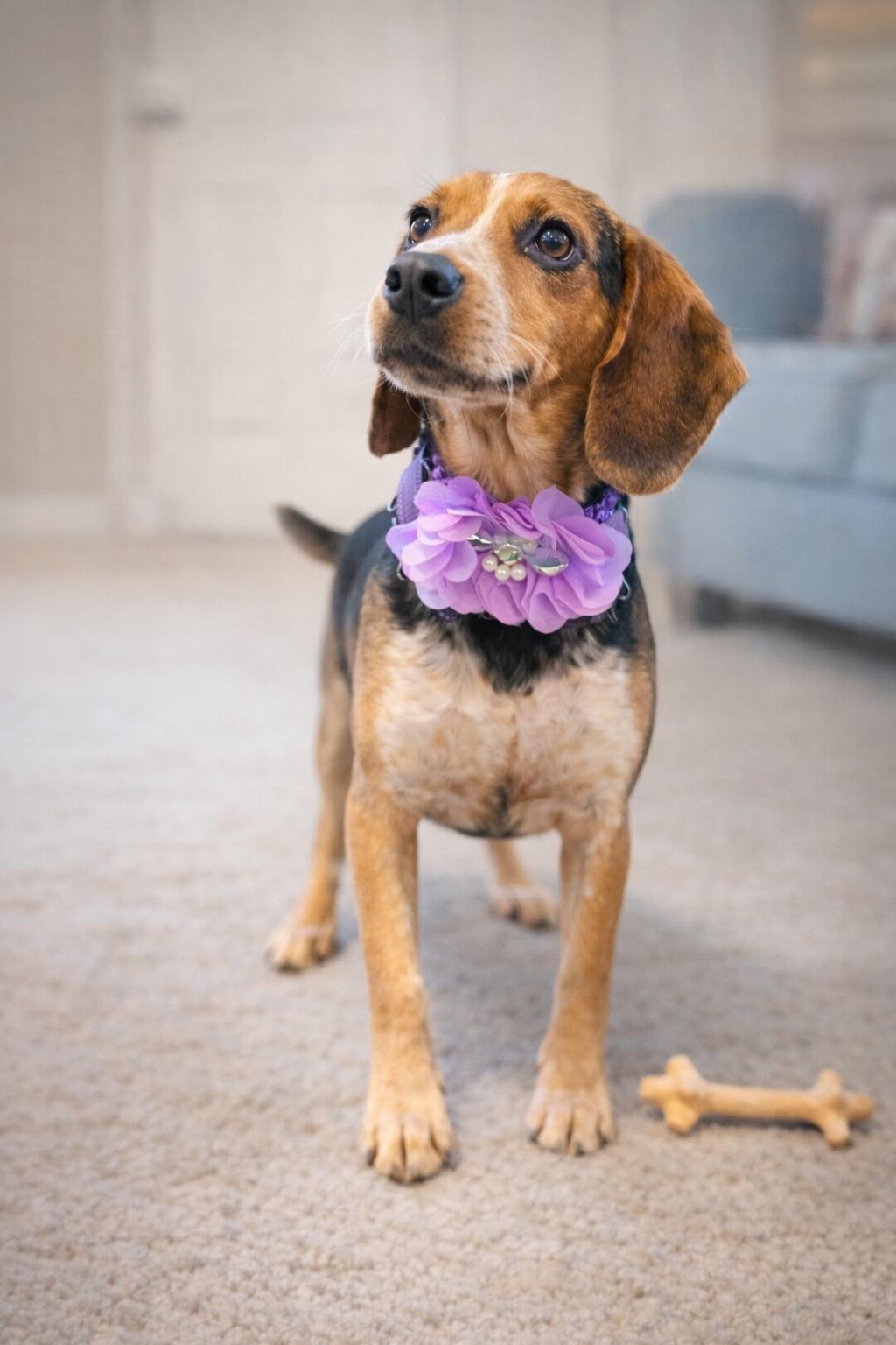 Enlarge Lark and Sparrow, an adopted Beagle in North Vernon, IN image 1/5