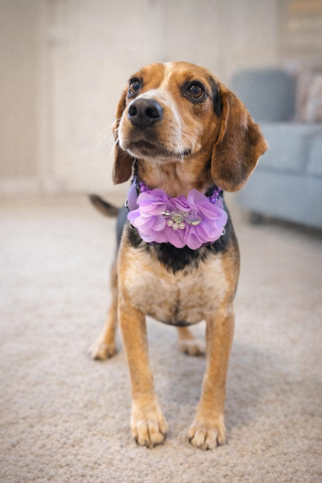 Enlarge Lark and Sparrow, an adopted Beagle in North Vernon, IN image 4/5