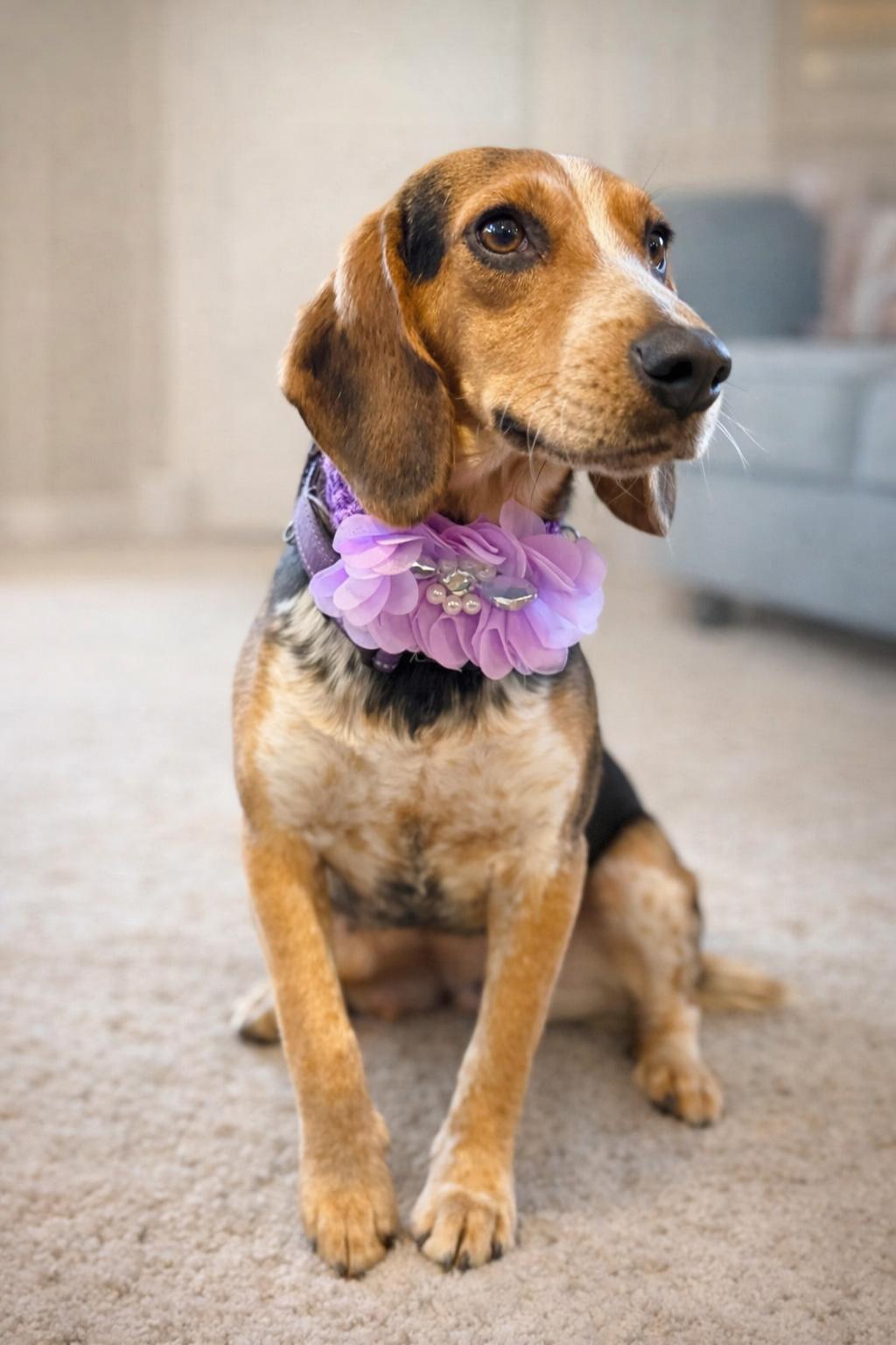 Enlarge Lark and Sparrow, an adopted Beagle in North Vernon, IN image 3/5
