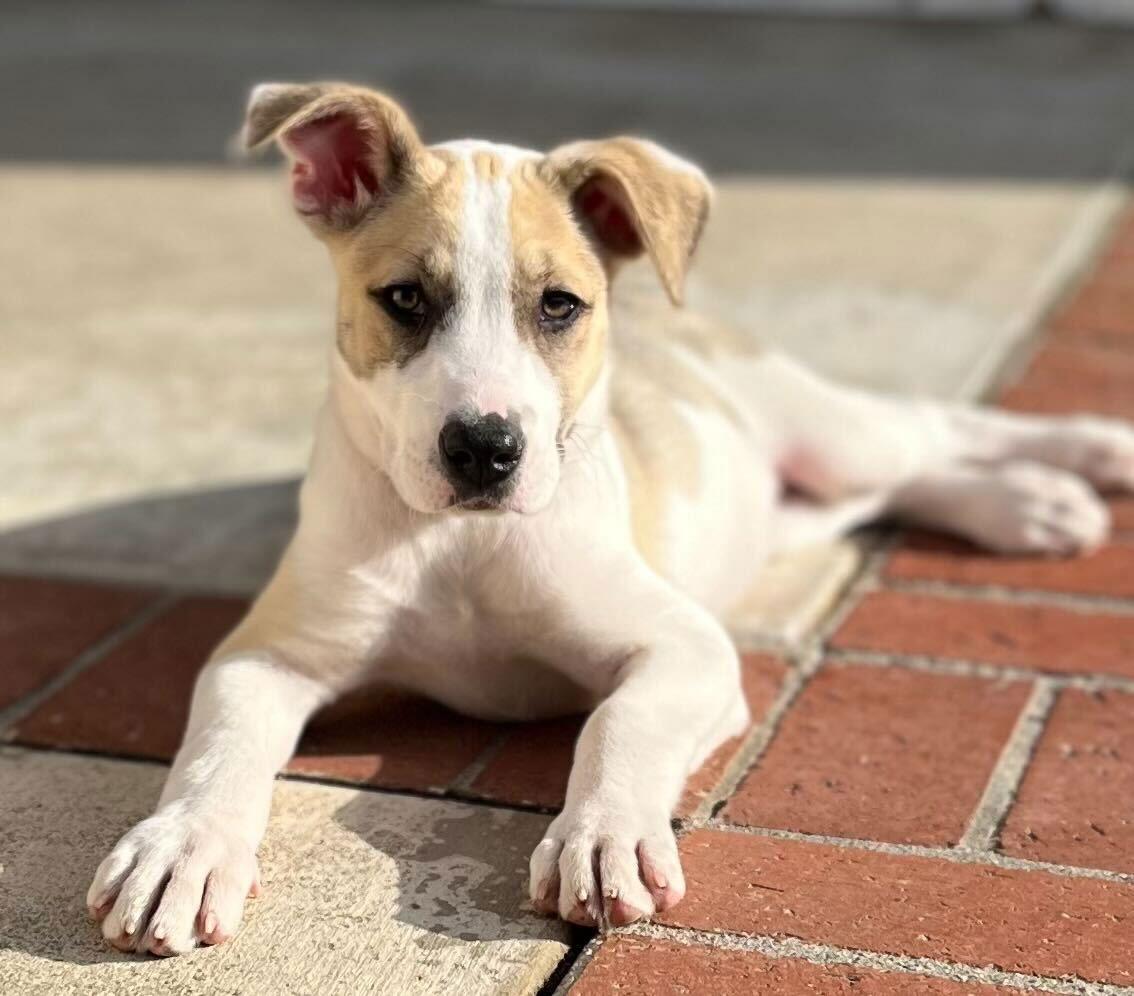 Enlarge Dottie, a Adopted mixed breed in San Diego, CA image 1/3