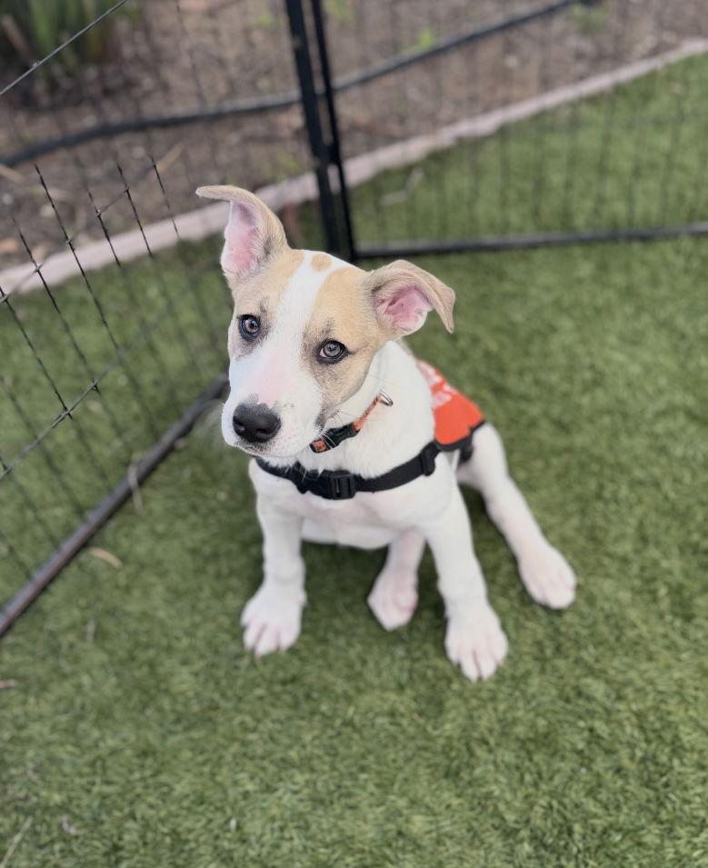 Enlarge Dottie, a Adopted mixed breed in San Diego, CA image 2/3