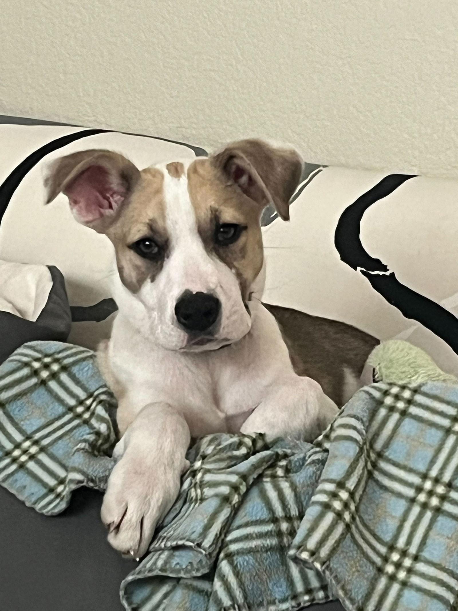 Enlarge Dottie, a Adopted mixed breed in San Diego, CA image 3/3