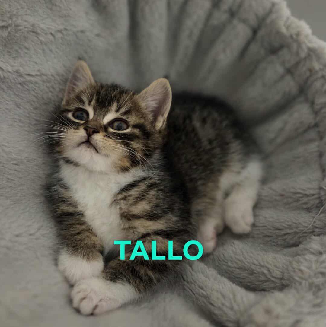 Tallo