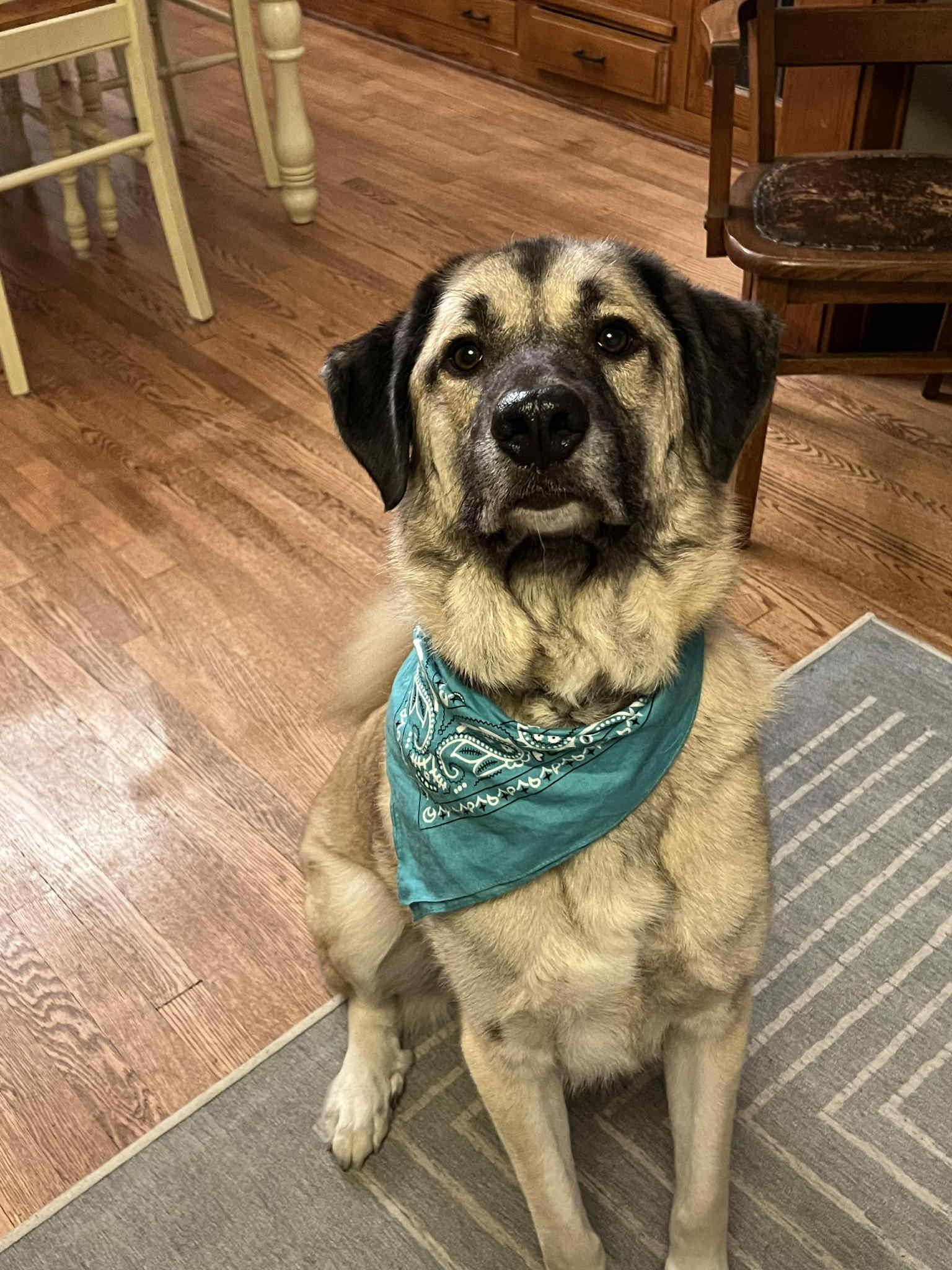 Hudson, Adoptable, Young Male Anatolian Shepherd & Mixed Breed.