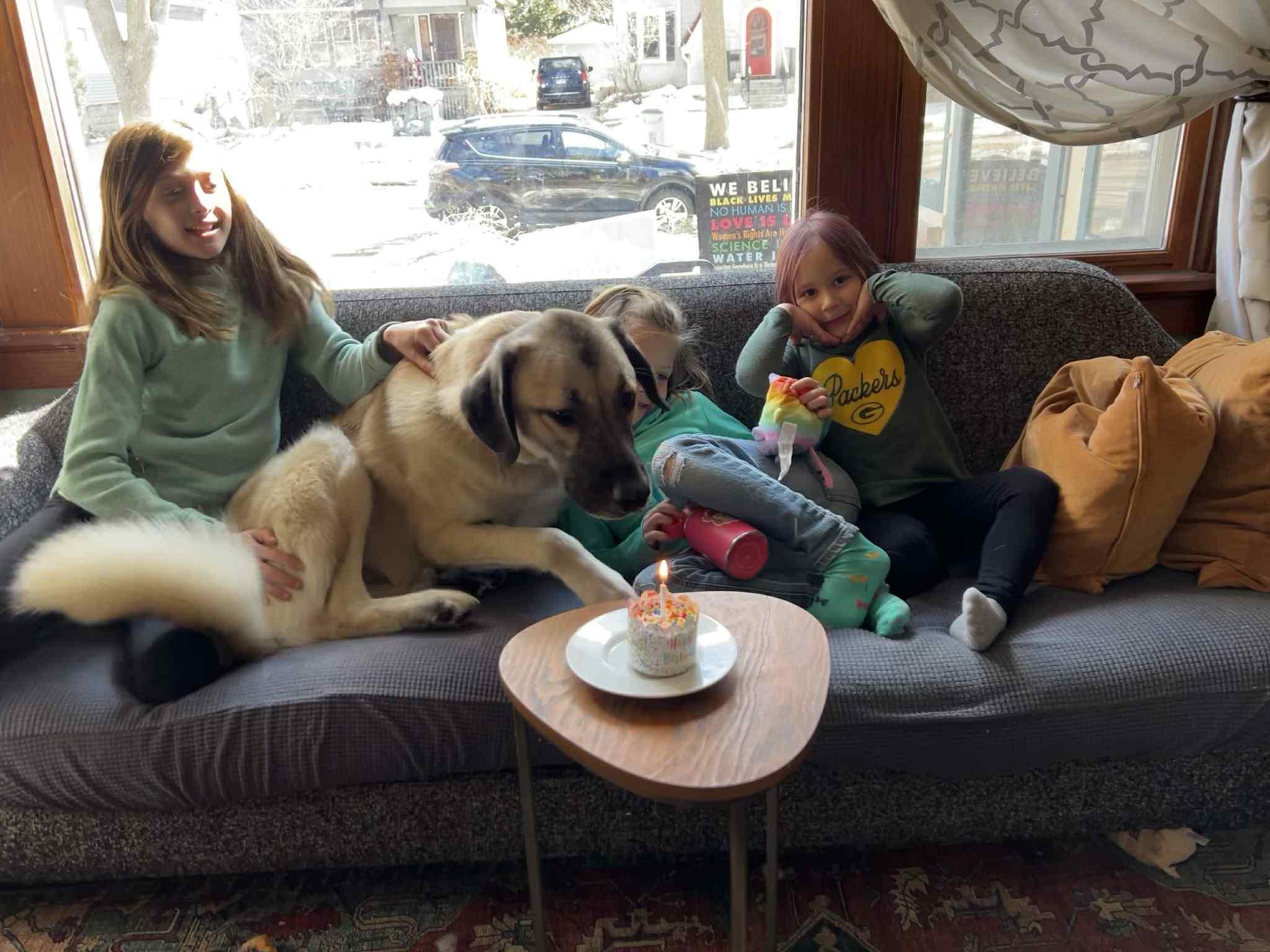 Hudson, an adoptable Anatolian Shepherd, Mixed Breed in Watertown, WI, 53094 | Photo Image 2