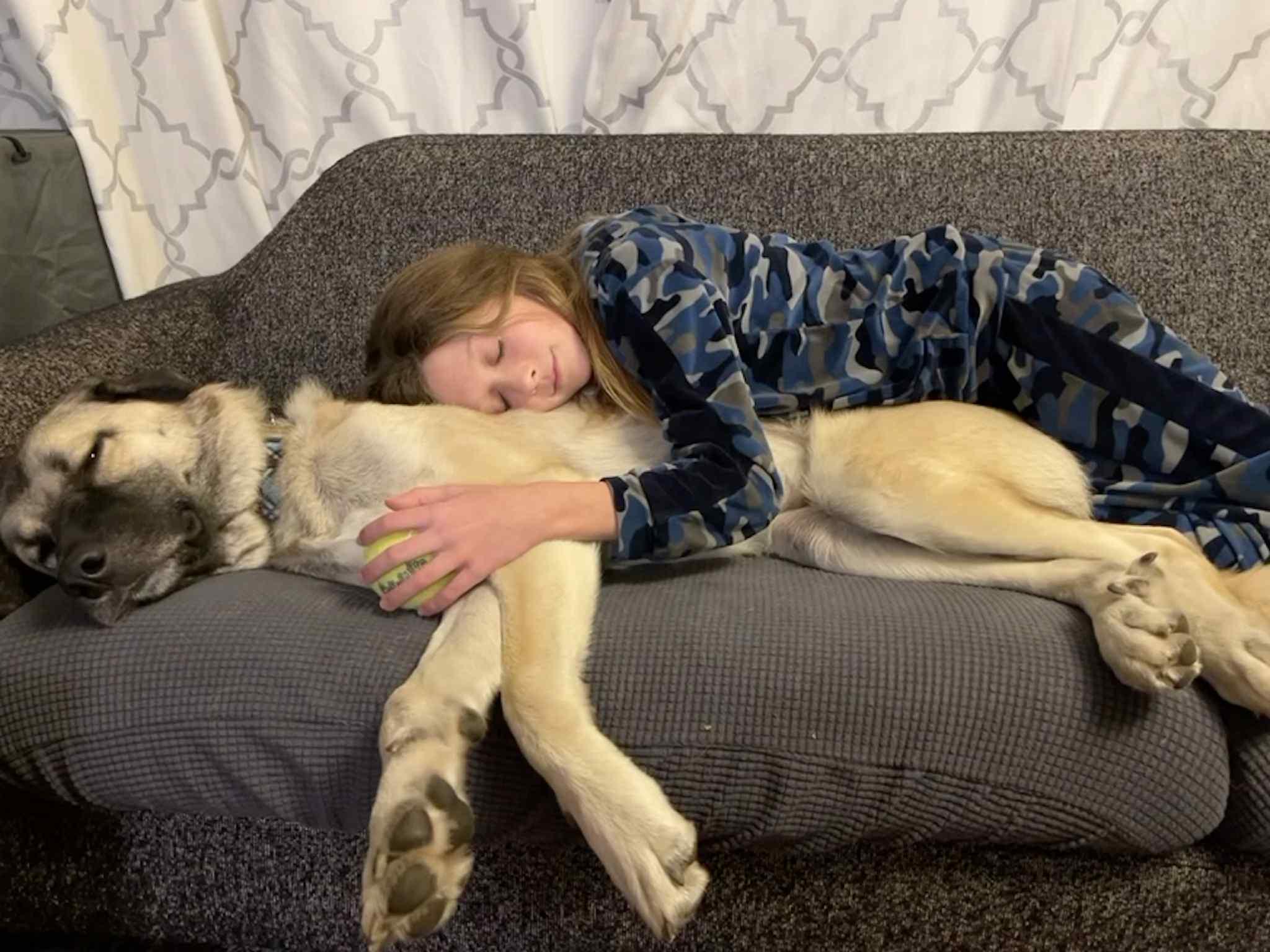 Hudson, an adoptable Anatolian Shepherd, Mixed Breed in Watertown, WI, 53094 | Photo Image 3