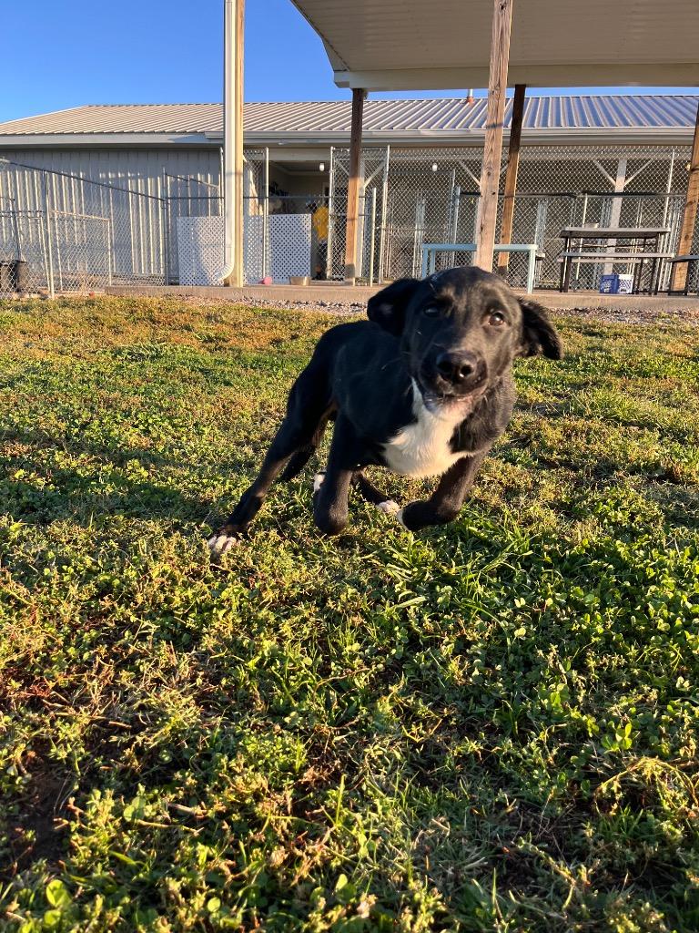 Goblin, Adoptable, Young Male Labrador Retriever.