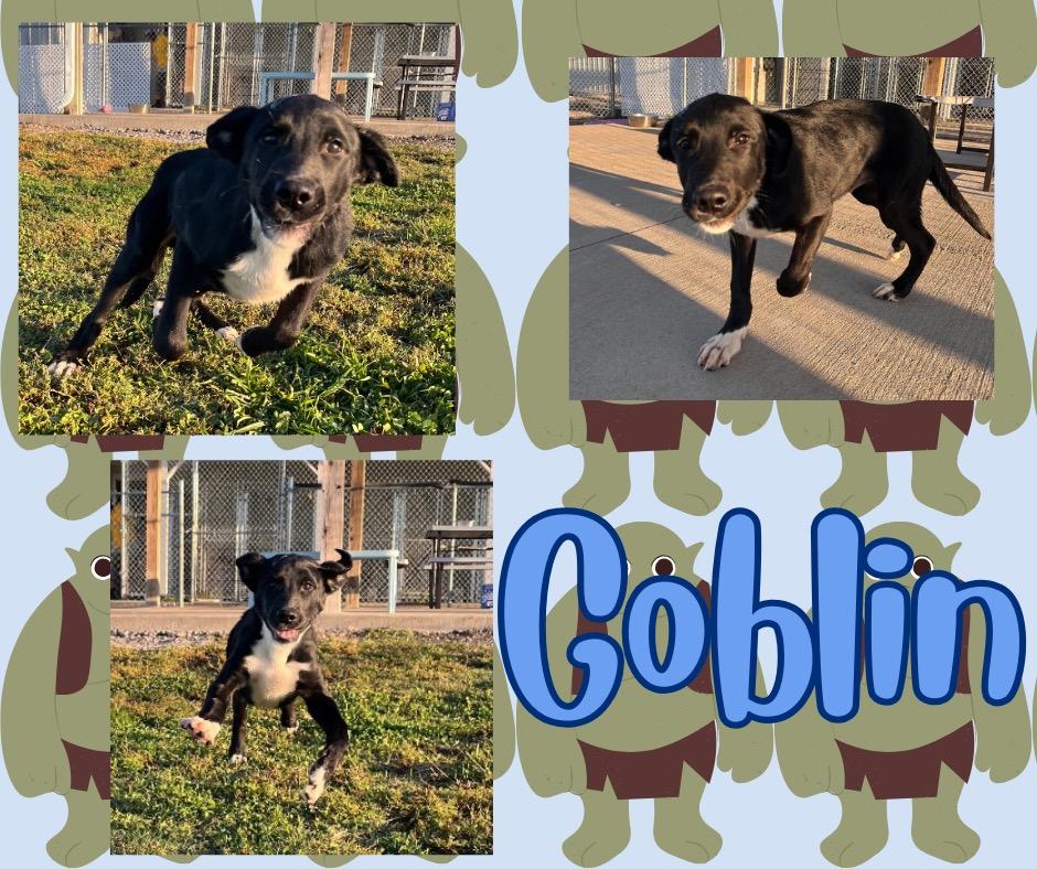 Enlarge Goblin, a Adoptable mixed breed in Hopkinsville, KY image 2/6