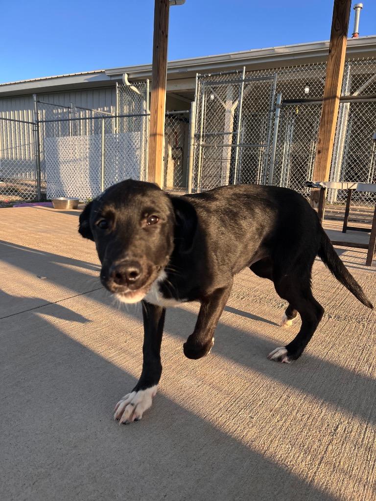 Enlarge Goblin, a Adoptable mixed breed in Hopkinsville, KY image 4/6