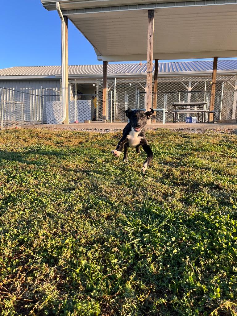 Enlarge Goblin, a Adoptable mixed breed in Hopkinsville, KY image 6/6