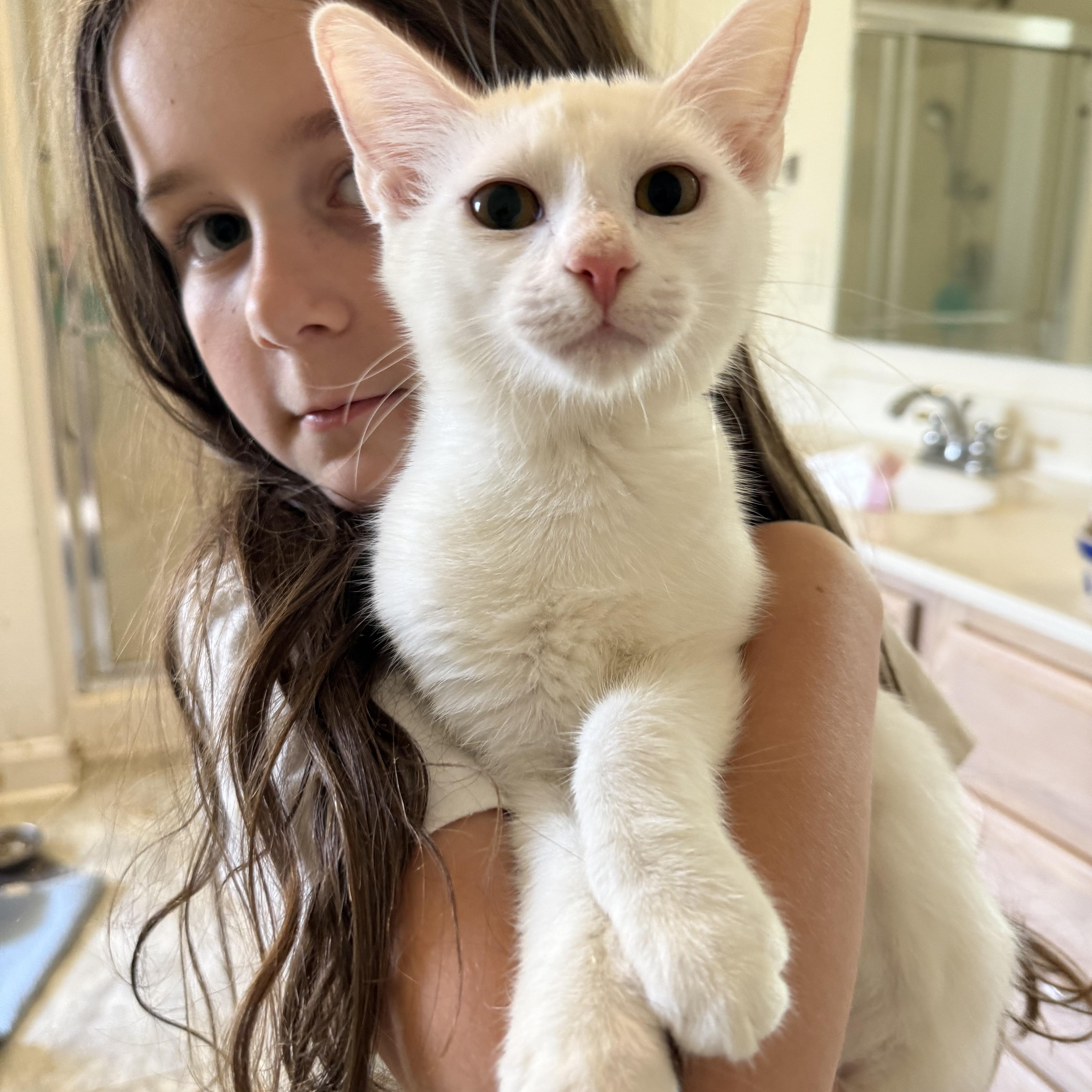 Enlarge Lima, a Adoptable Domestic Short Hair in Pittsboro, NC image 1/1