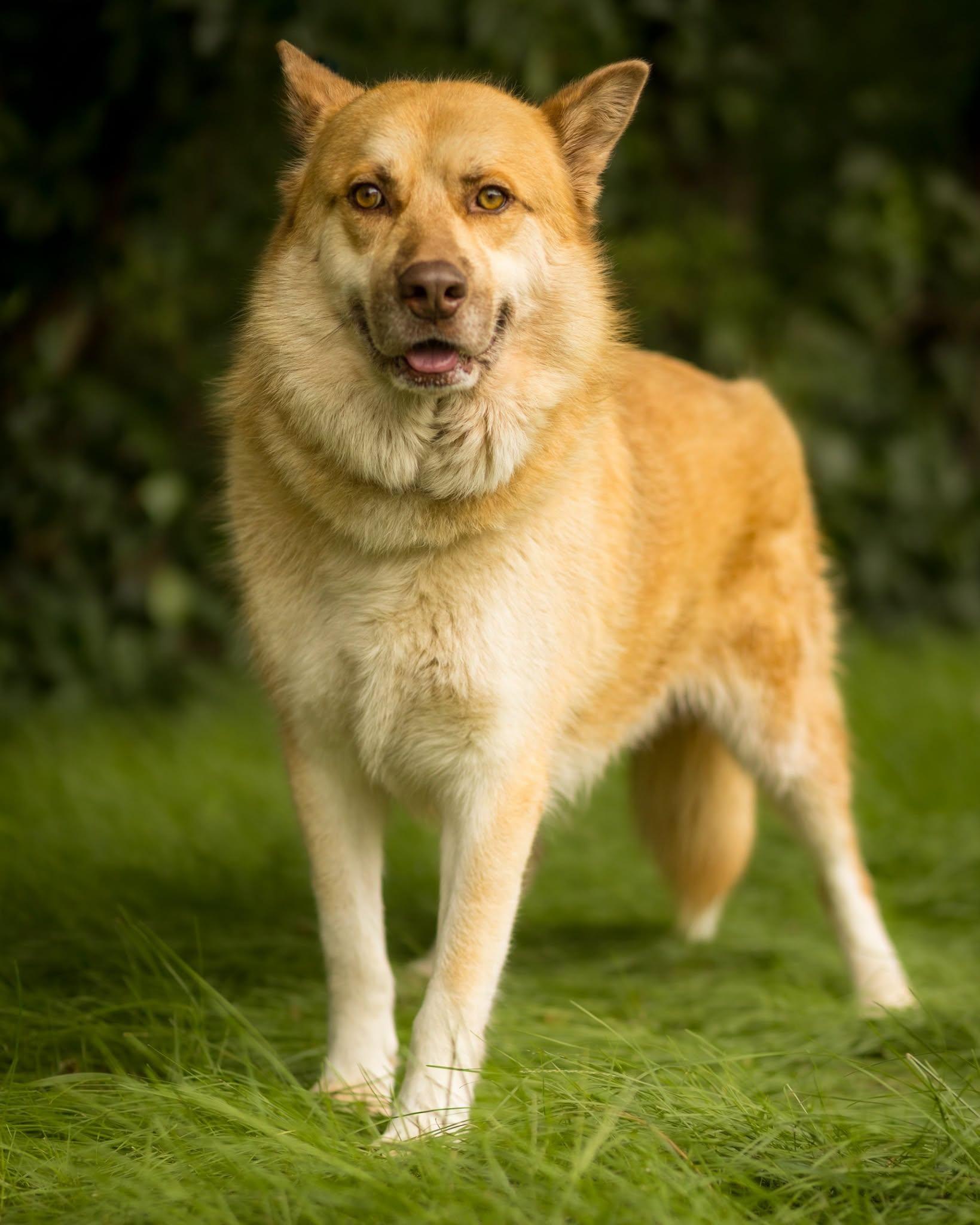 JASPER (0157), ADOPTABLE, Adult Male Husky.