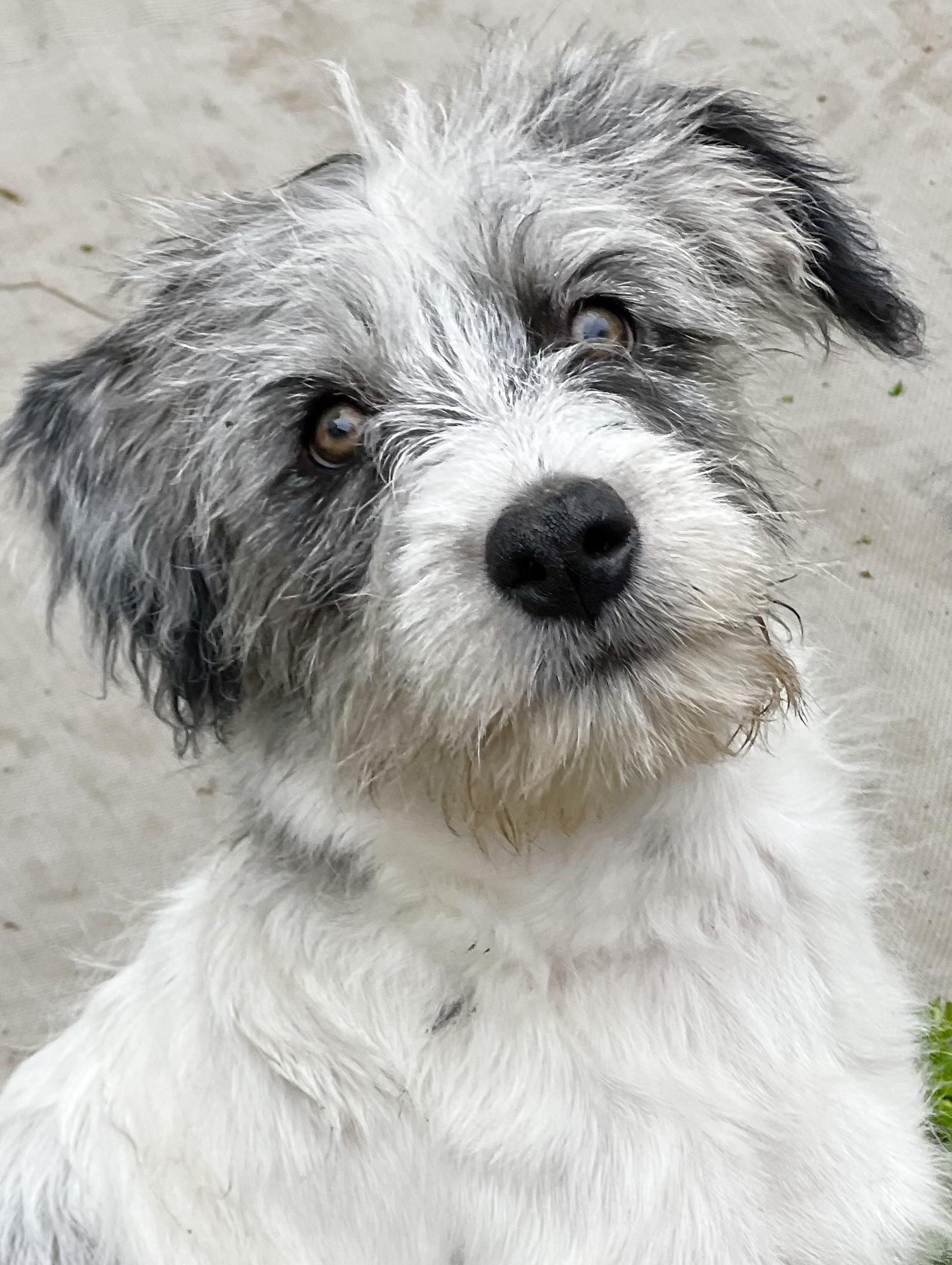 Fitzy-ADOPTION PENDING!!, ADOPTABLE, Young Male Aussiedoodle.