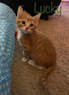 Enlarge Lucky, a Adopted mixed breed in Owatonna, MN image 1/1