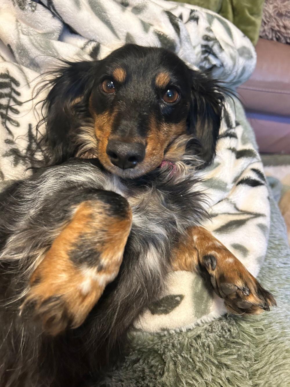 Enlarge Marli, a Adoptable Dachshund in Georgetown, CO image 1/1