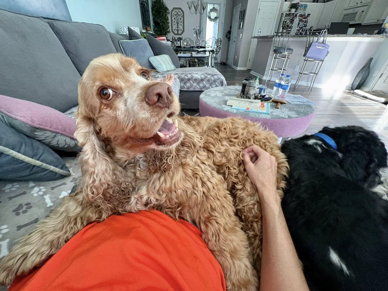 Jackson, Adoptable, Senior Male Cocker Spaniel.