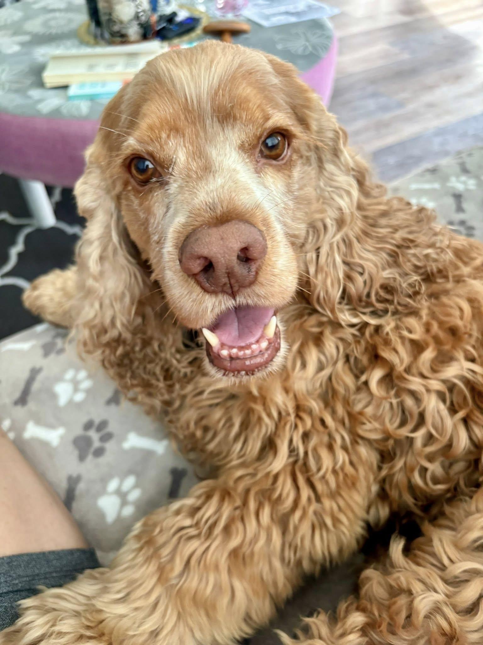 Jackson, a Adoptable Cocker Spaniel in Cape Coral, FL image 2/6