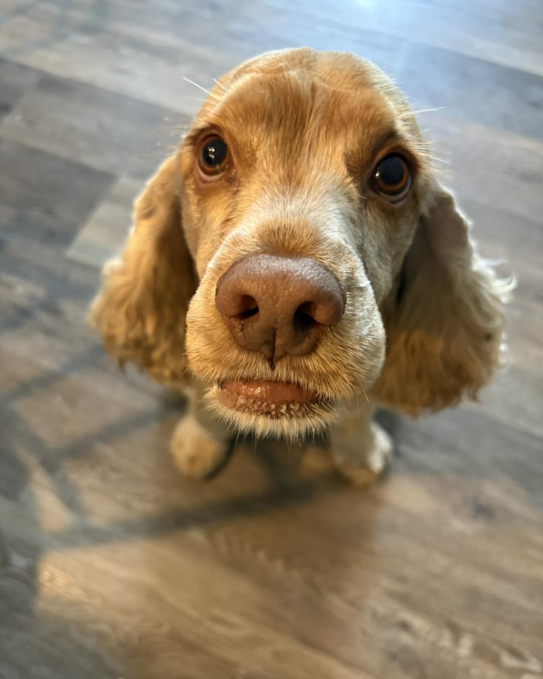 Jackson, a Adoptable Cocker Spaniel in Cape Coral, FL image 4/6