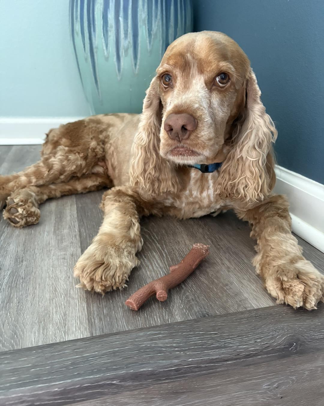 Jackson, a Adoptable Cocker Spaniel in Cape Coral, FL image 5/6