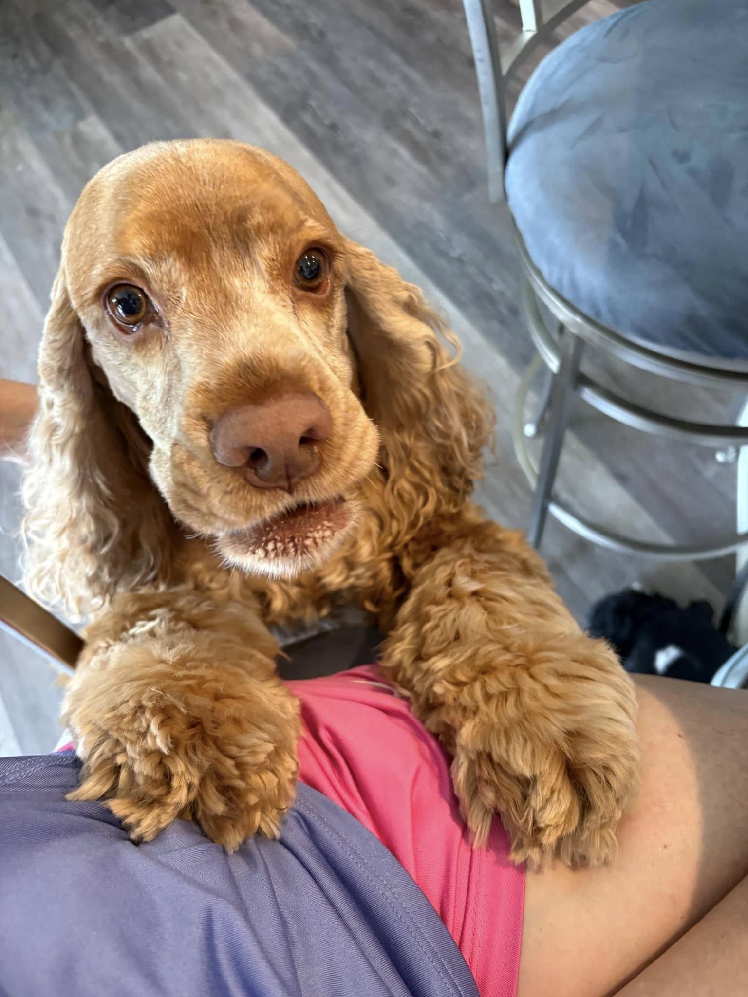 Jackson, a Adoptable Cocker Spaniel in Cape Coral, FL image 6/6