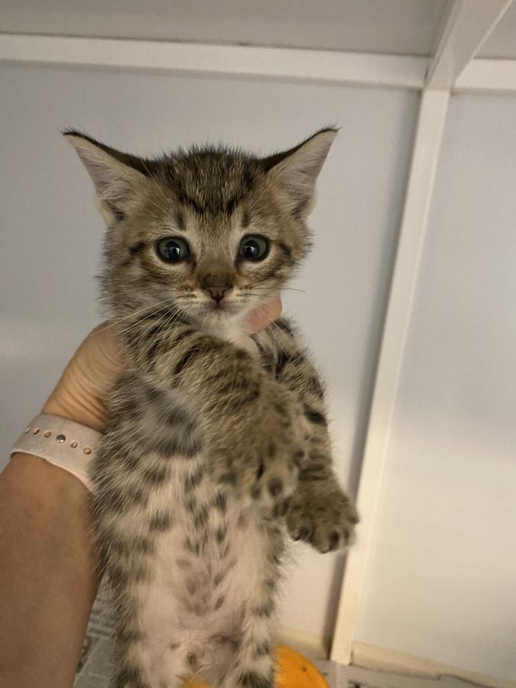 Enlarge Brownie, a Adopted Domestic Short Hair in Youngsville, NC image 1/1