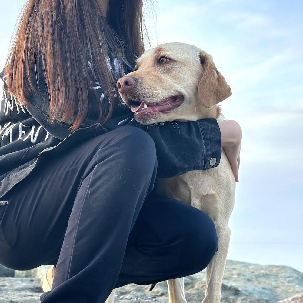 Naola, an adopted mixed breed in Morristown, NJ image 3/6