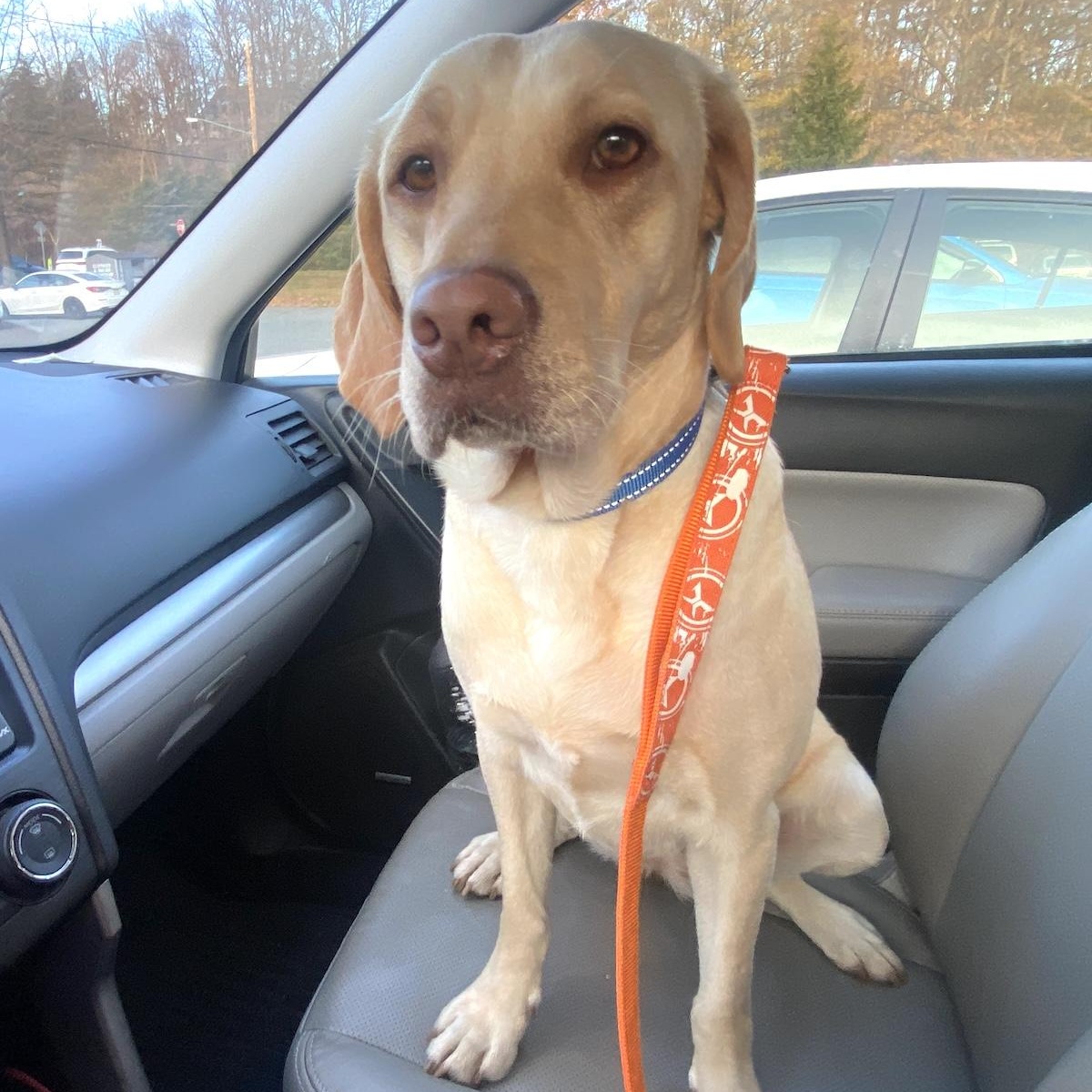 Naola, an adopted mixed breed in Morristown, NJ image 4/6