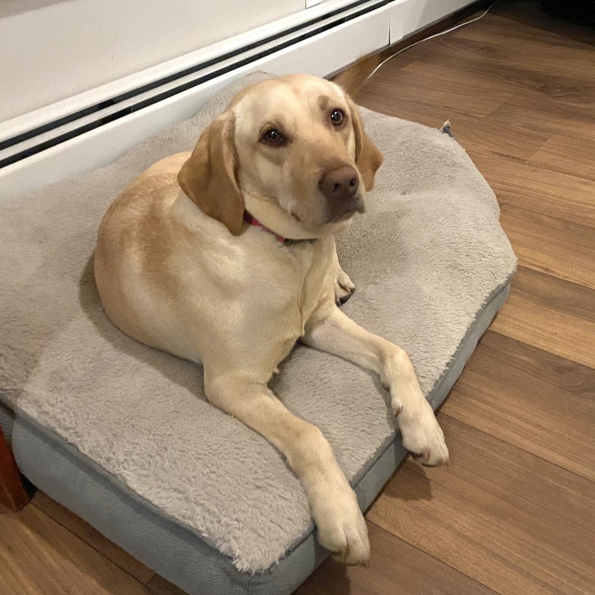 Naola, an adopted mixed breed in Morristown, NJ image 2/6