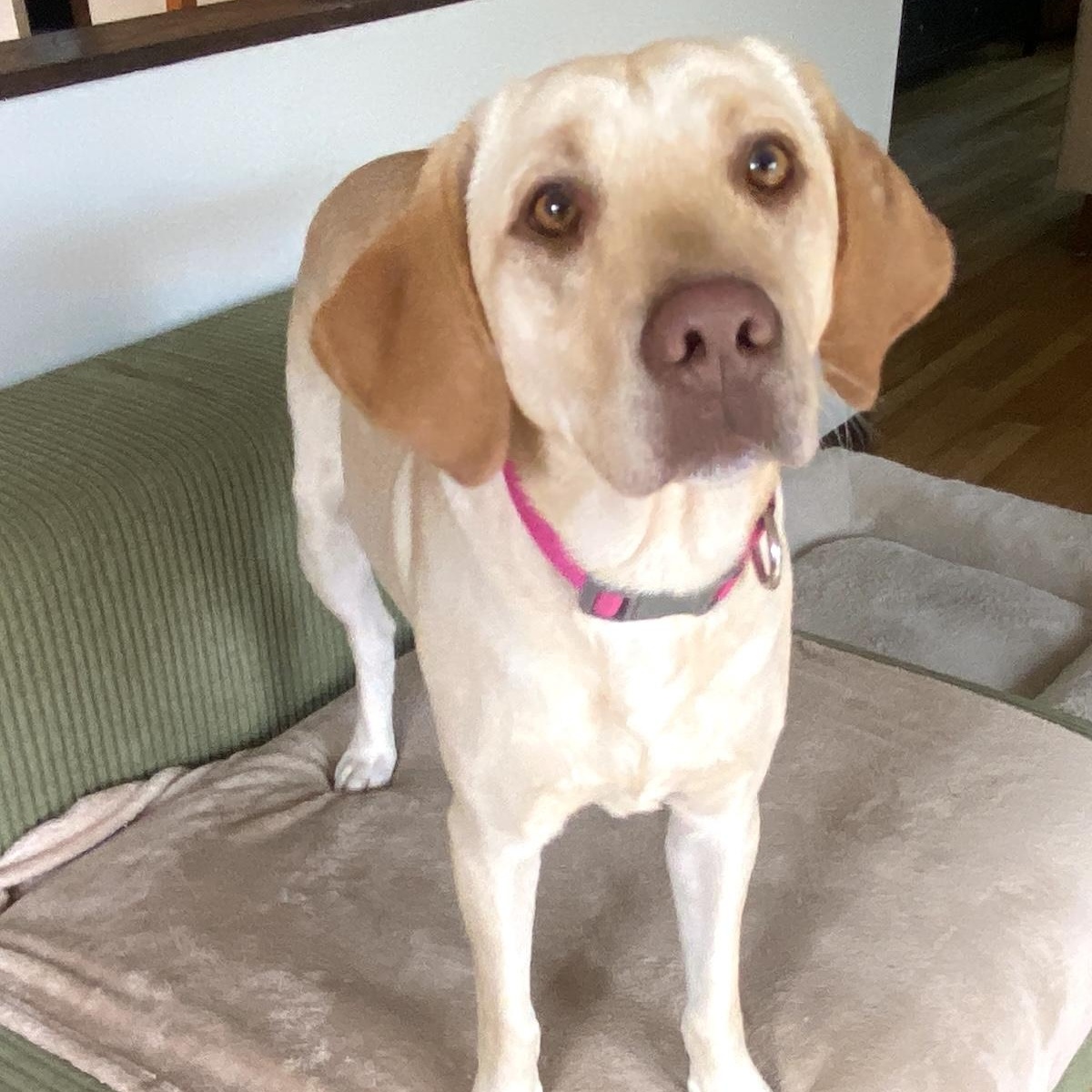 Naola, an adopted mixed breed in Morristown, NJ image 1/6