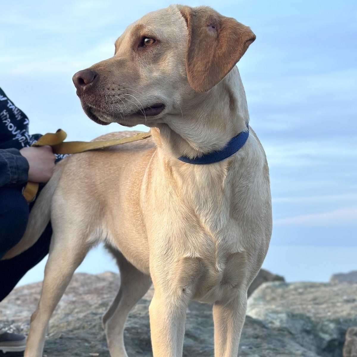 Naola, an adopted mixed breed in Morristown, NJ image 5/6