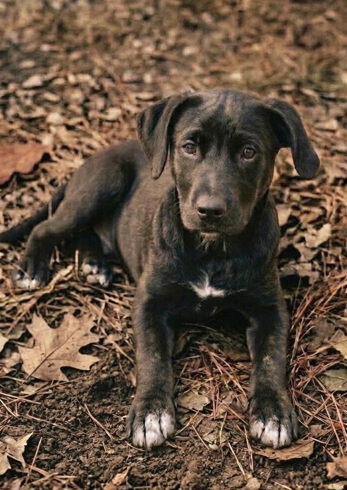 Enlarge Caufield / Huckleberry, a Adoptable mixed breed in Broomfield, CO image 4/6