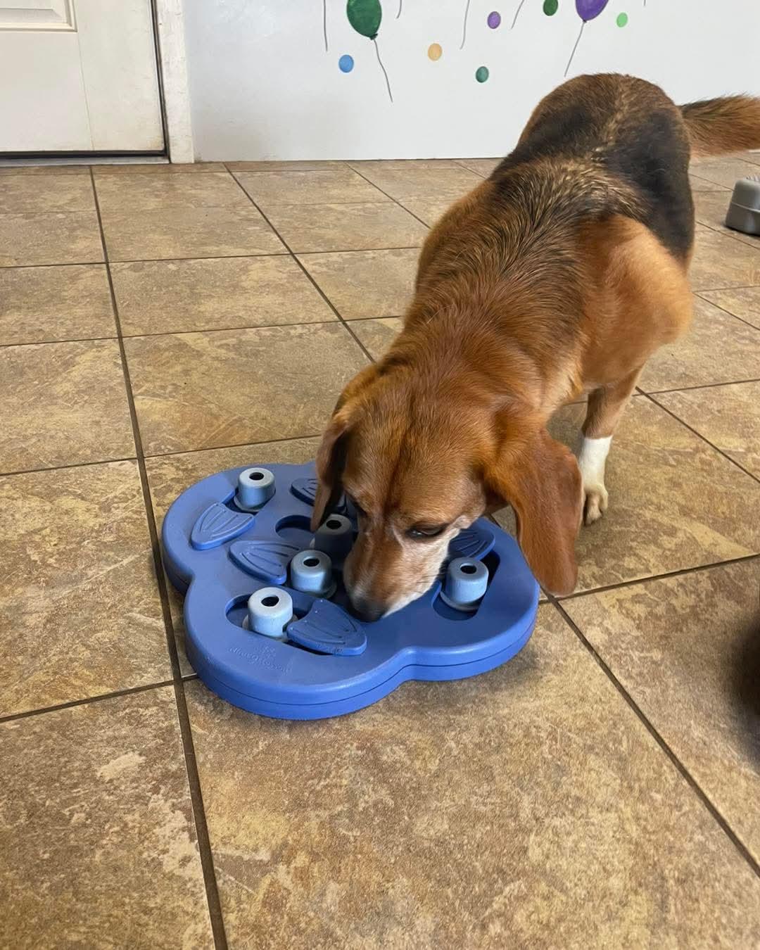 Dharma, an adoptable Beagle in Alburtis, PA image 6/6