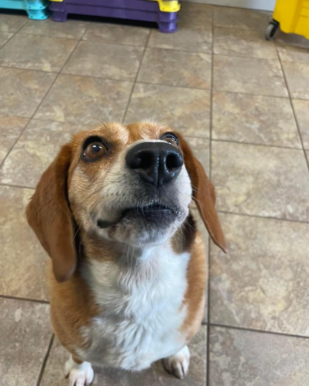 Dharma, an adoptable Beagle in Alburtis, PA image 4/6
