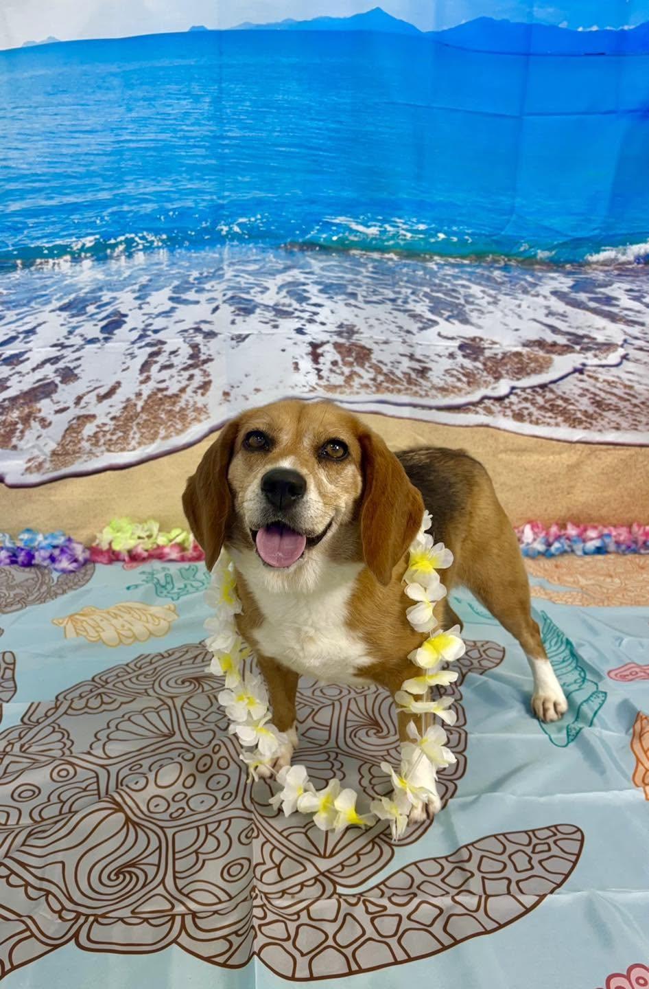 Dharma, an adoptable Beagle in Alburtis, PA image 1/6