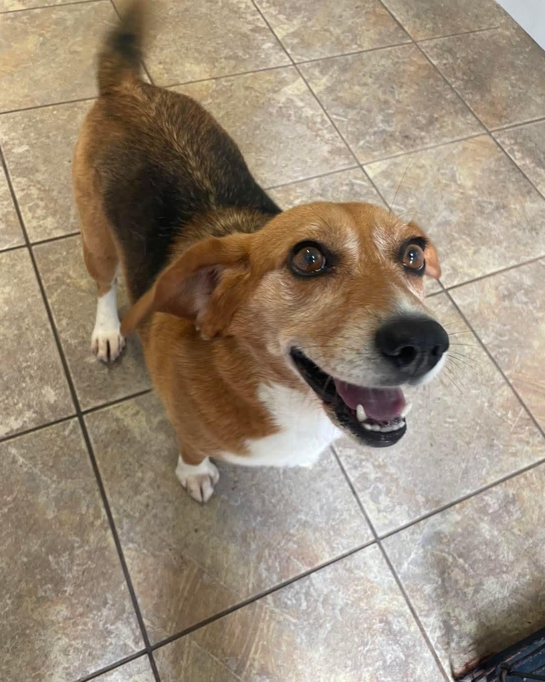 Dharma, an adoptable Beagle in Alburtis, PA image 5/6