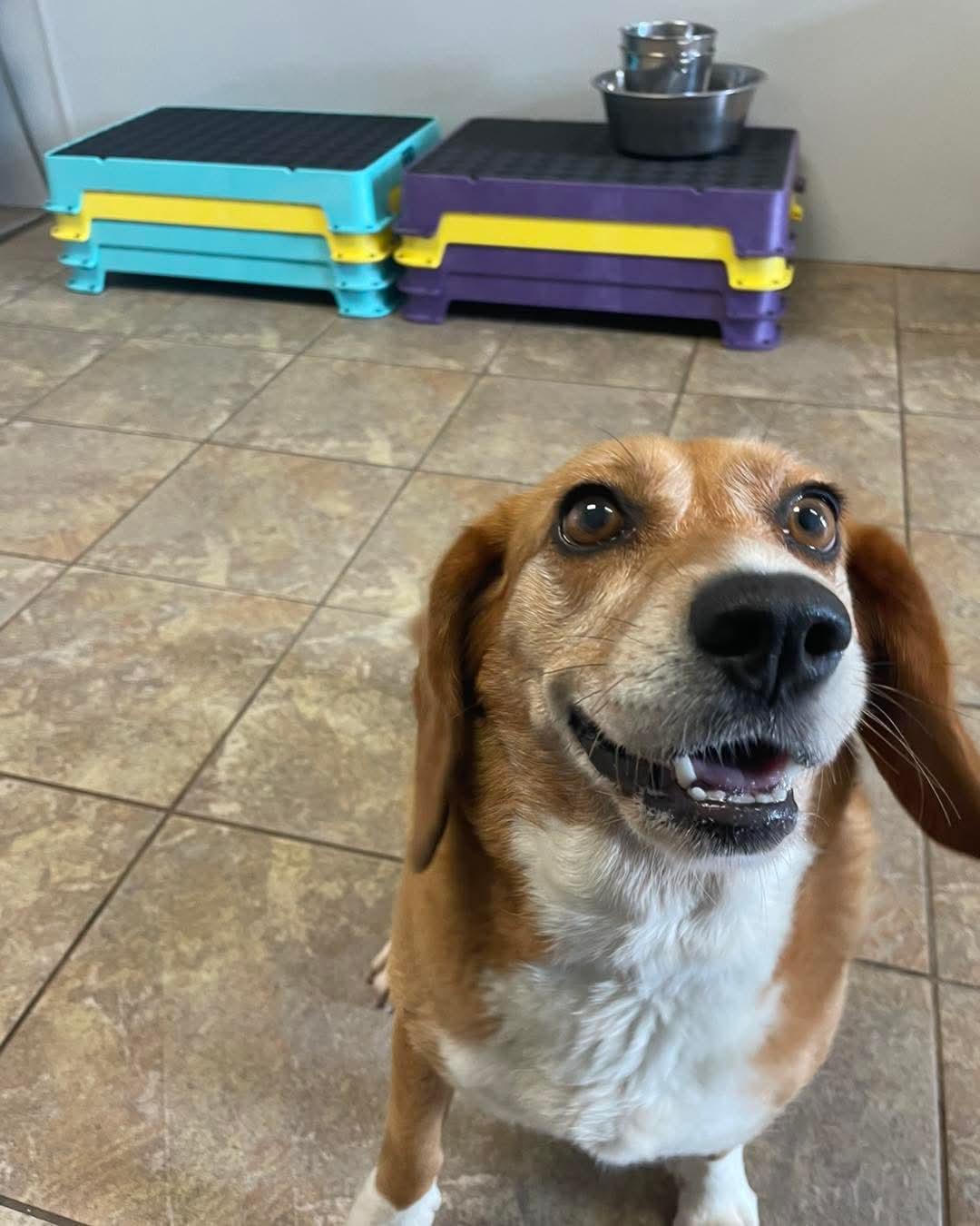 Dharma, an adoptable Beagle in Alburtis, PA image 3/6
