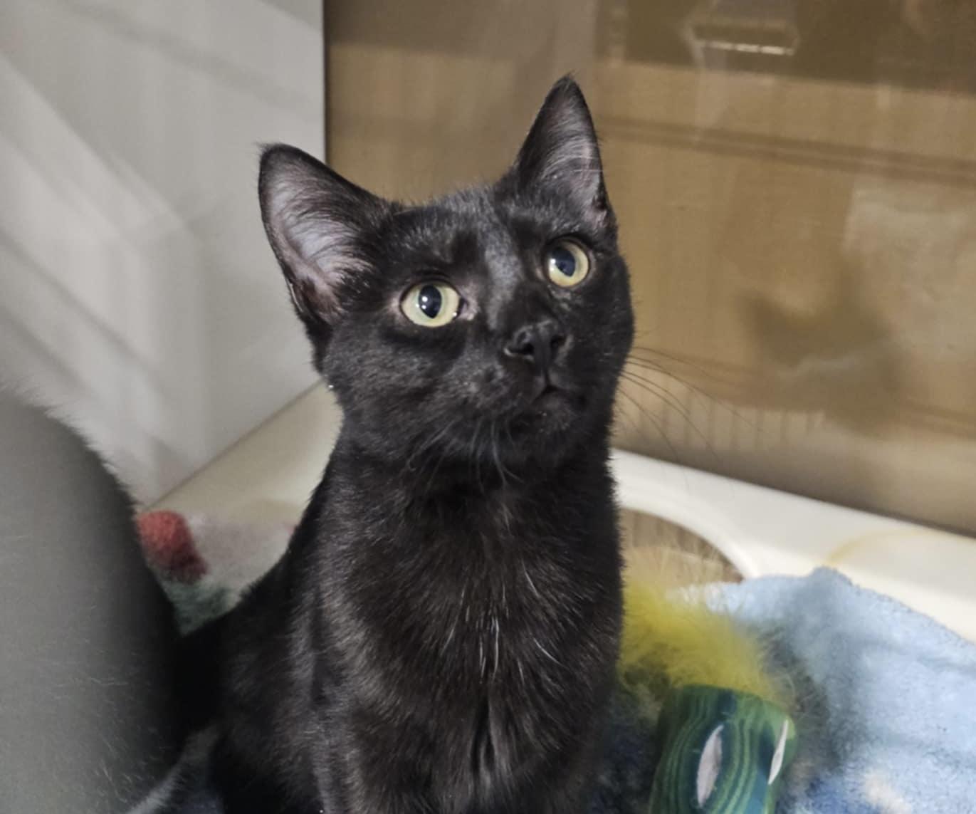 Lucas , adopted, Kitten Male Bombay & Domestic Short Hair.