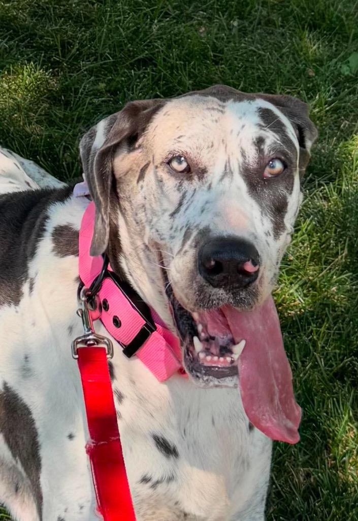 Enlarge Grizelda, a Adopted Great Dane in Omaha, NE image 3/5