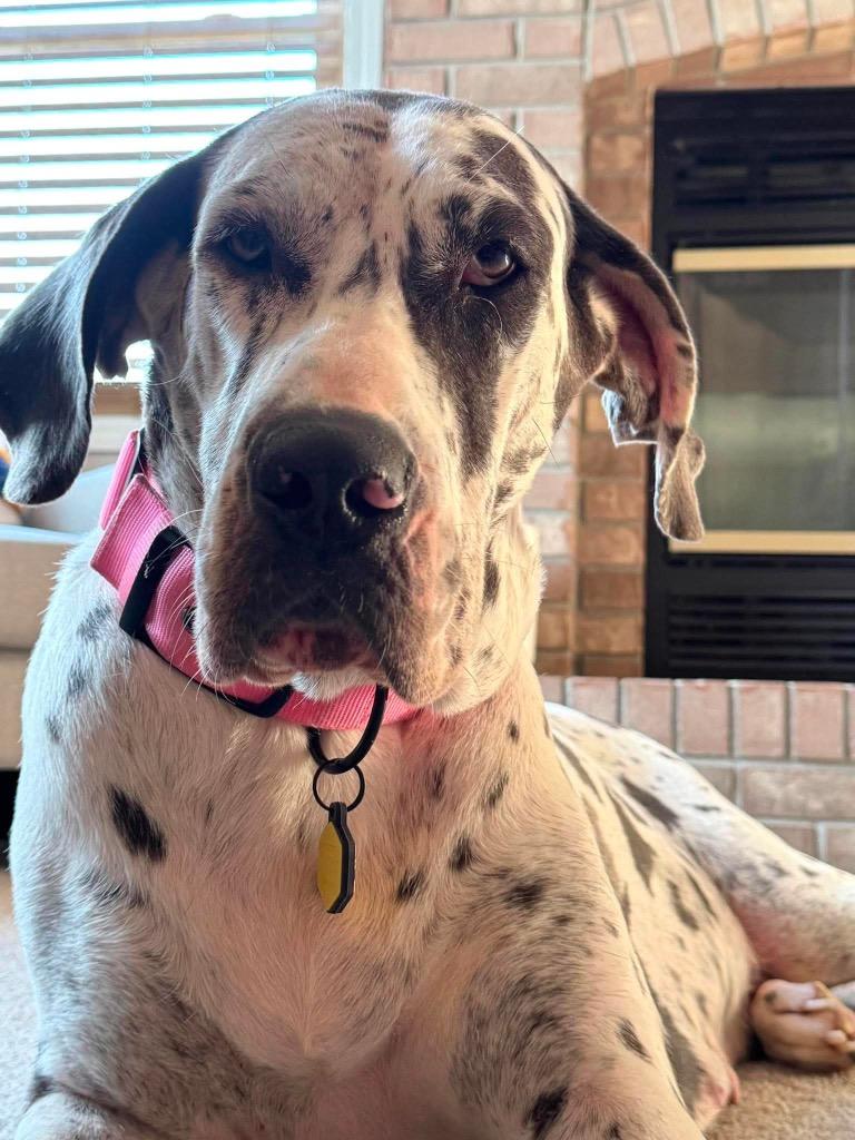 Enlarge Grizelda, a Adopted Great Dane in Omaha, NE image 4/5